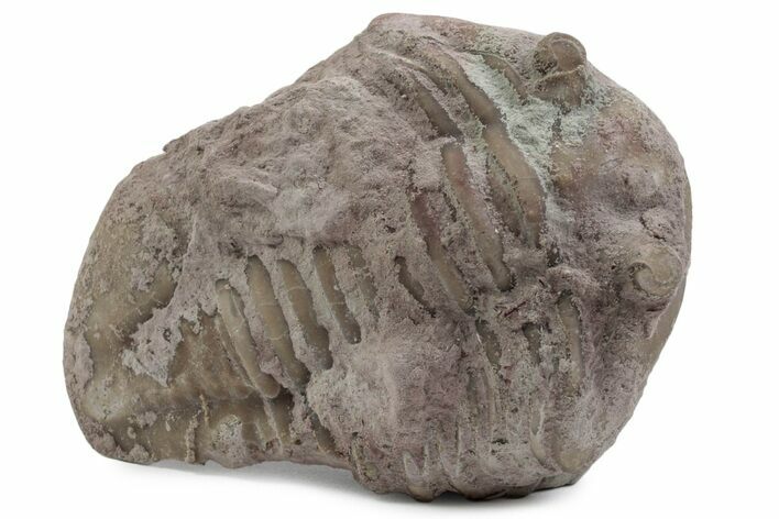 Bargain, Fossil Asaphus Expansus Trilobite - Russia #363196
